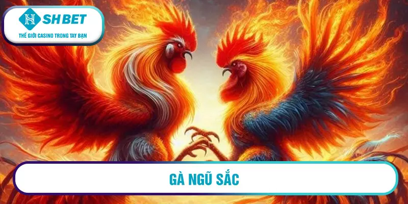 Gà ngũ sắc chân trắng có phải linh kê? Cách nhận diện 2 Gà ngũ sắc chân trắng có thể lực tốt